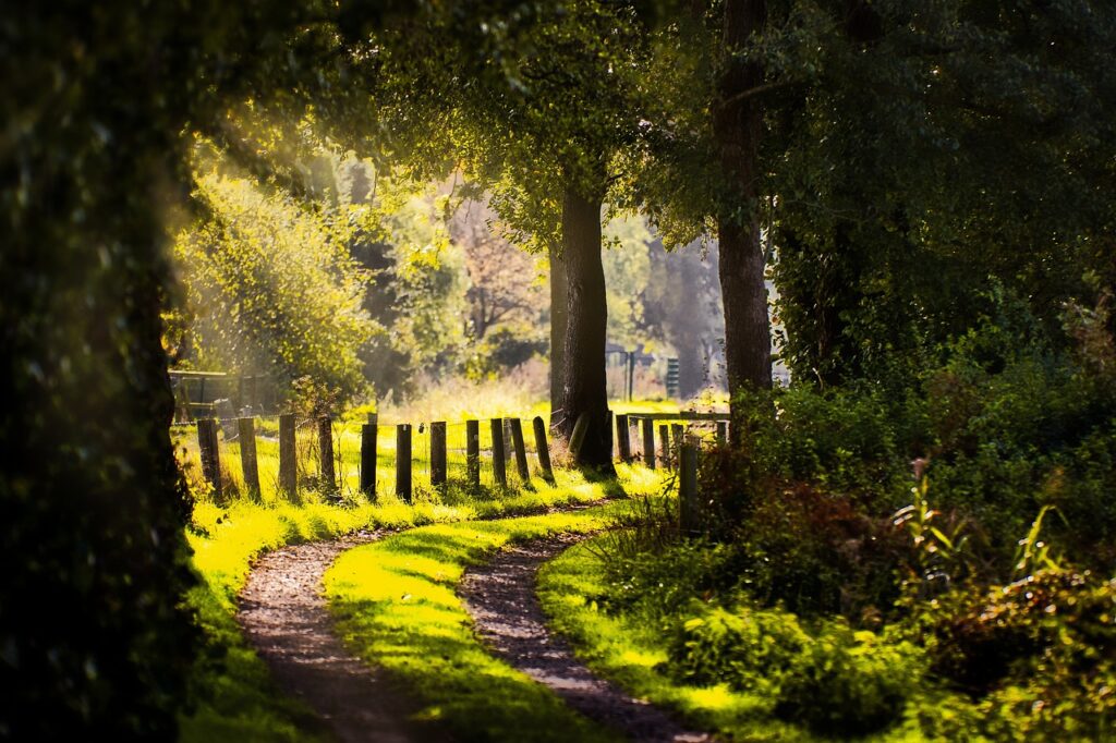 path, sunlight, forest-4583901.jpg
